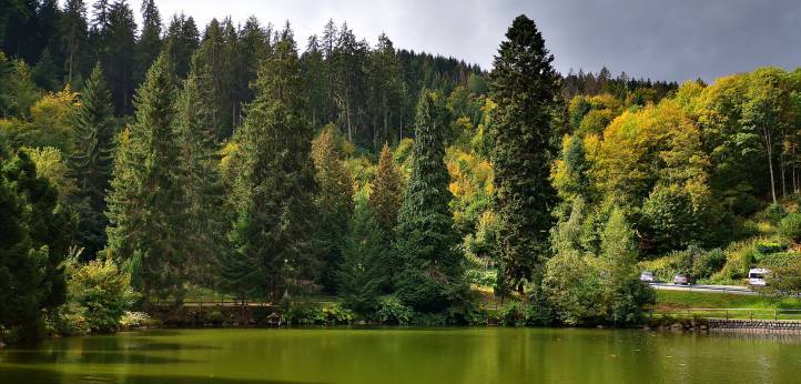 Schwarzwald in Triberg